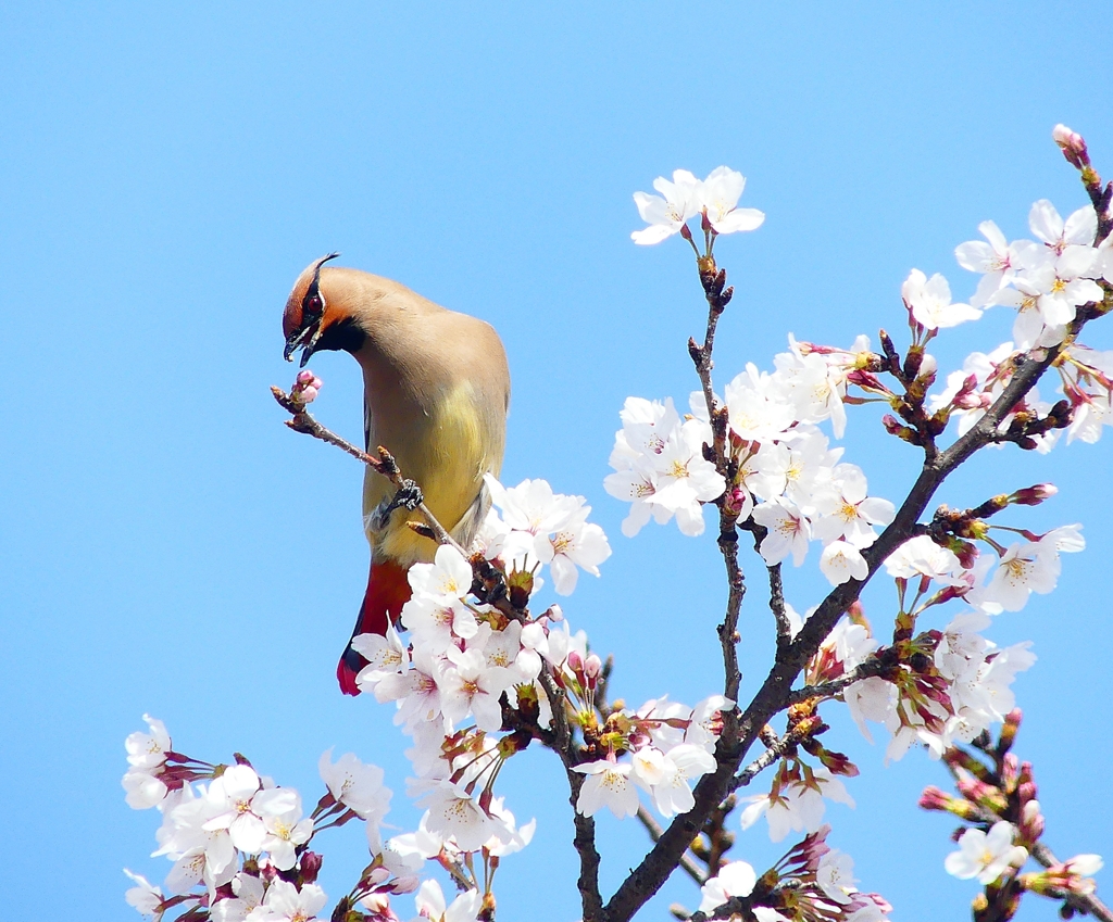 P3970187：桜にヒレンジャク_R