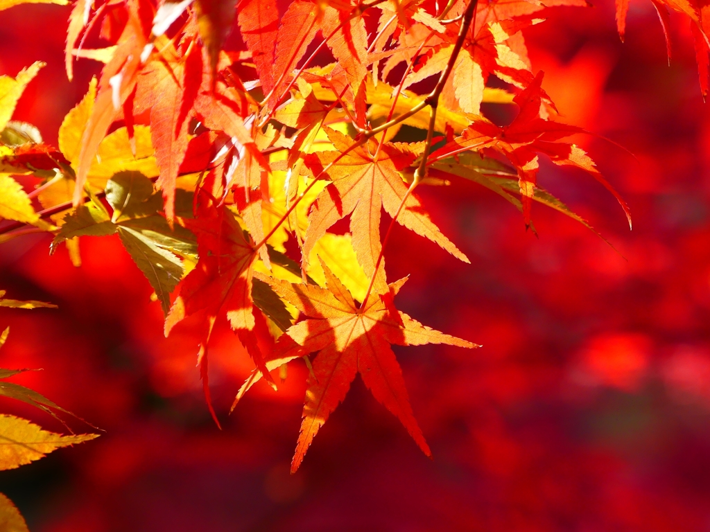 P1030479：永観堂＜京都の紅葉＞_R