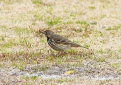 P4660004：タヒバリ_R