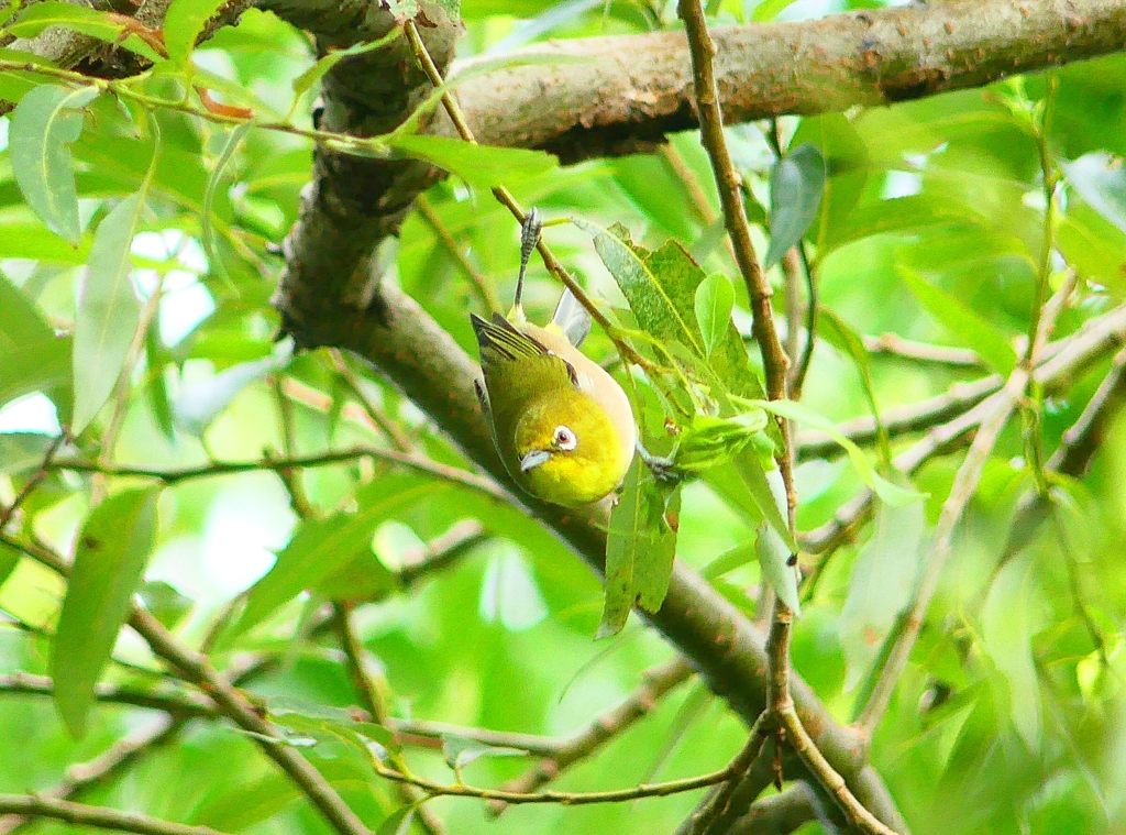 P4310002：メジロ_R