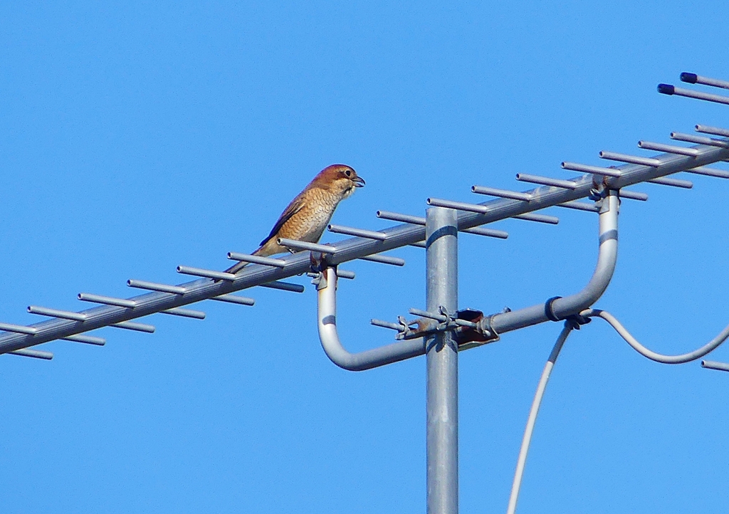 P1250622：モズ（メス）_R