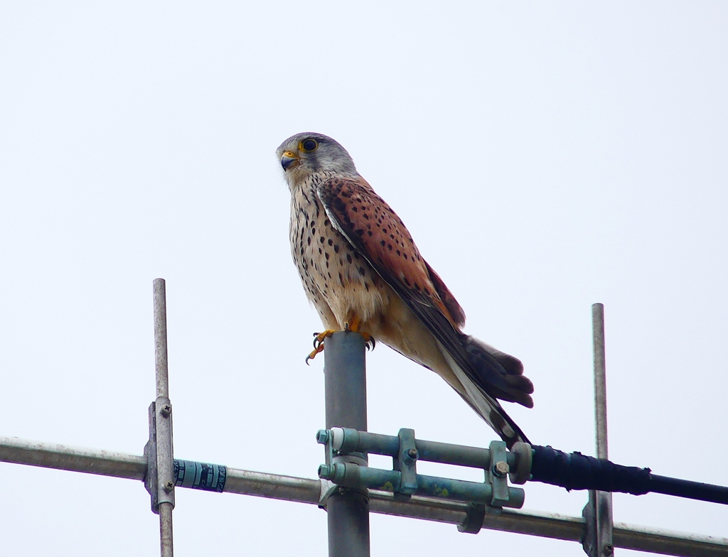 P4910787：チョウゲンボウ_R