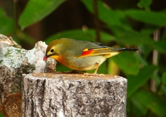 P1550778：ソウシチョウ_R