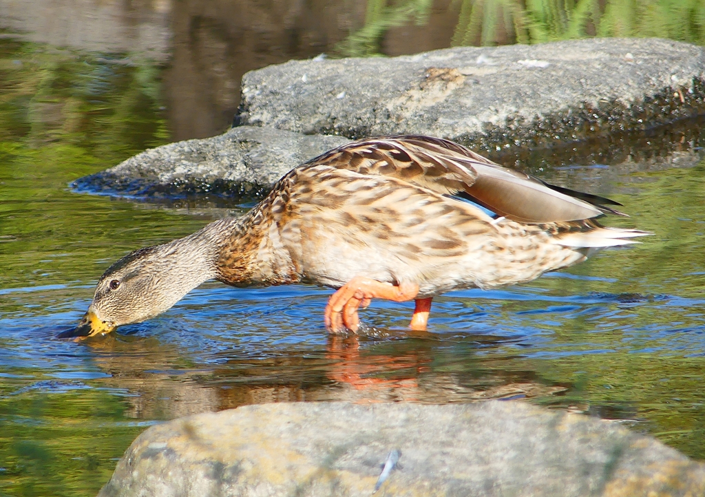 P1220134：マガモ_R