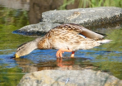 P1220134：マガモ_R
