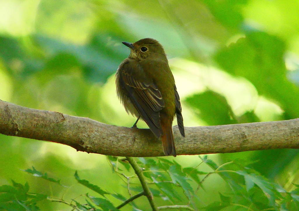 P1310757：キビタキ（メス）_R