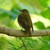P1310757：キビタキ（メス）_R