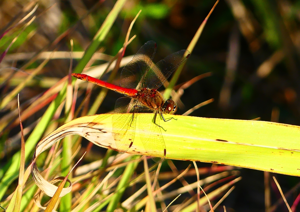 P1360270：アキアカネ_R