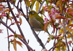 P1600017：桜メジロ_R