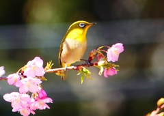 P1880161：河津桜にメジロ_R