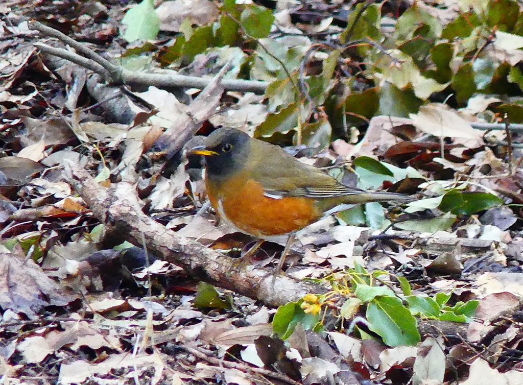 P3870459：オオアカハラ（オス）_R
