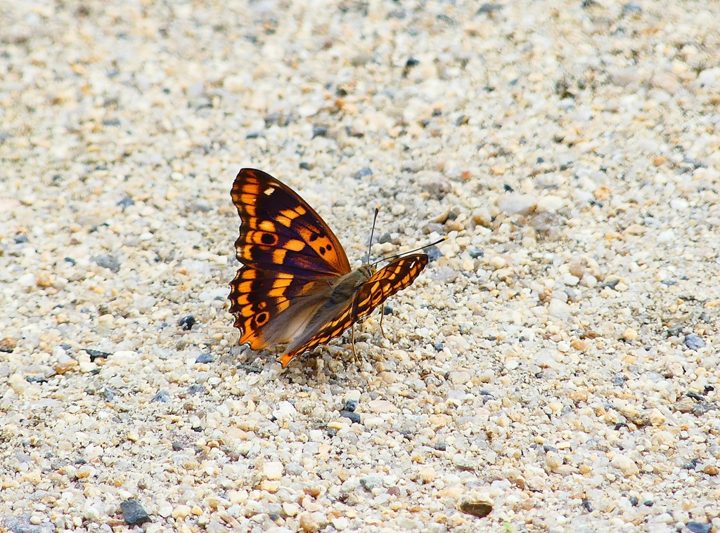 P4350408：コムラサキ_R