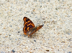 P4350408：コムラサキ_R