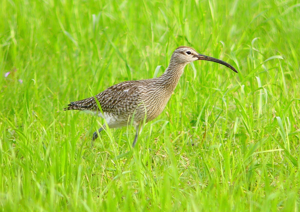 P1990263：チュウシャクシギ_R