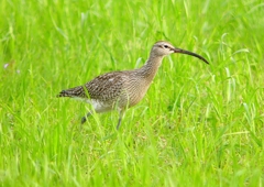 P1990263：チュウシャクシギ_R