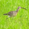 P1990263：チュウシャクシギ_R