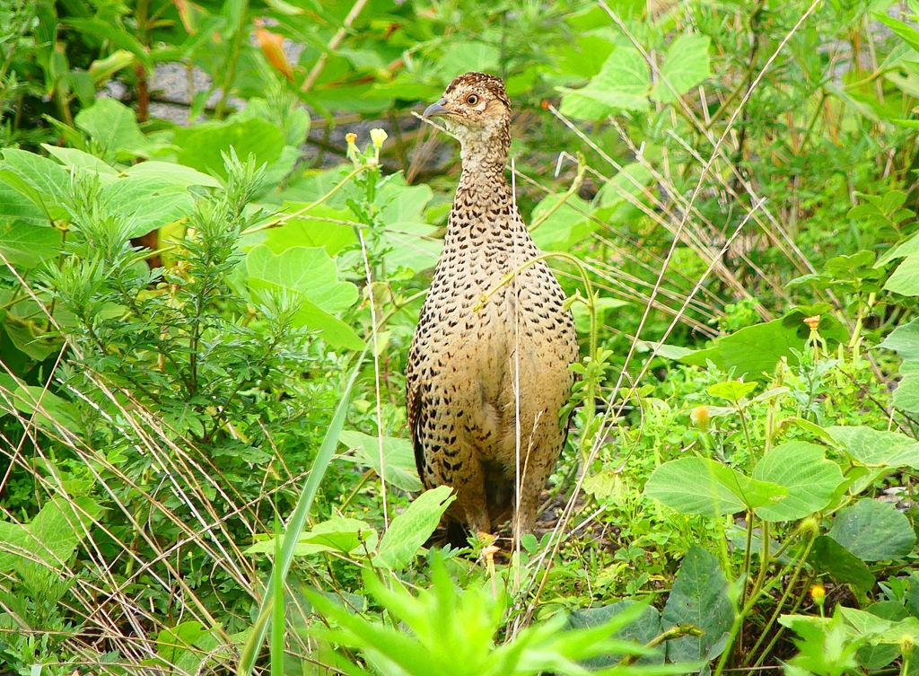 P4200876：キジ（メス）_R
