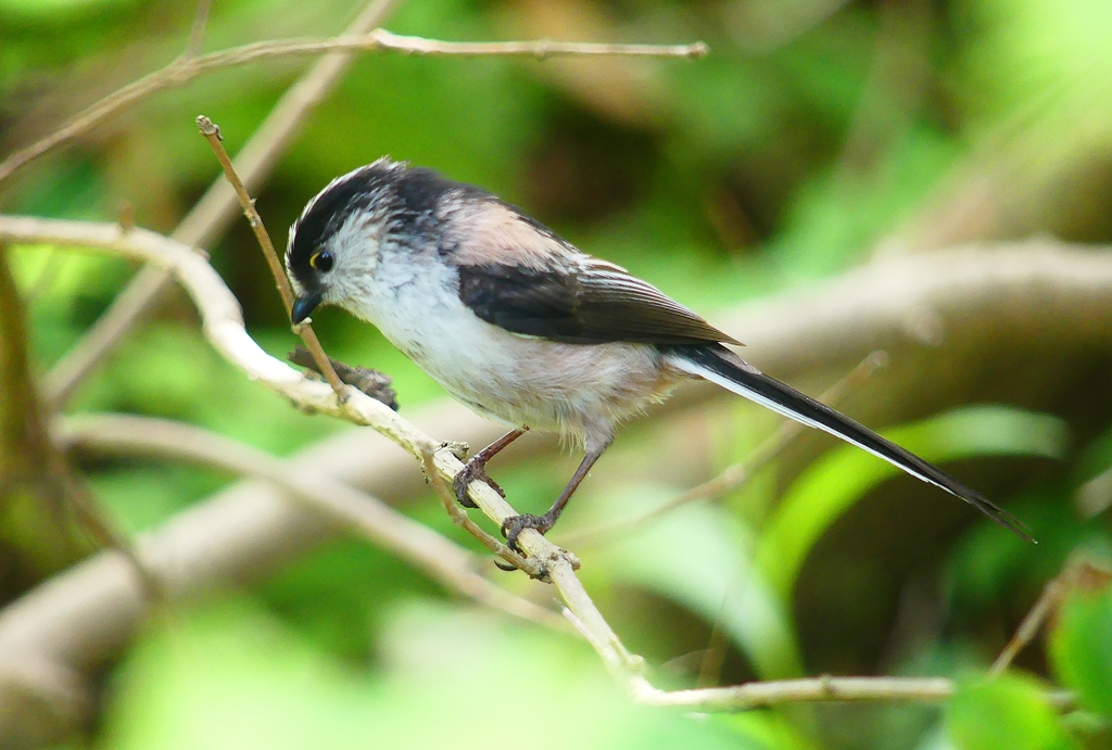P4050525：エナガ_R