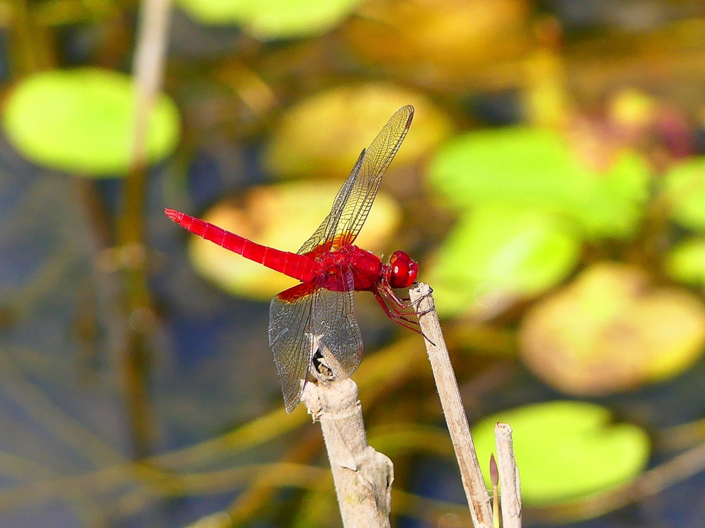 P1080734：ショウジョウトンボ（オス）_R