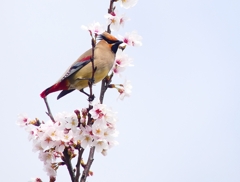 P3950767：桜にヒレンジャク_R