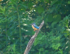 P4180630：カワセミ（オス）_R