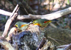 P1860422：ソウシチョウ_R
