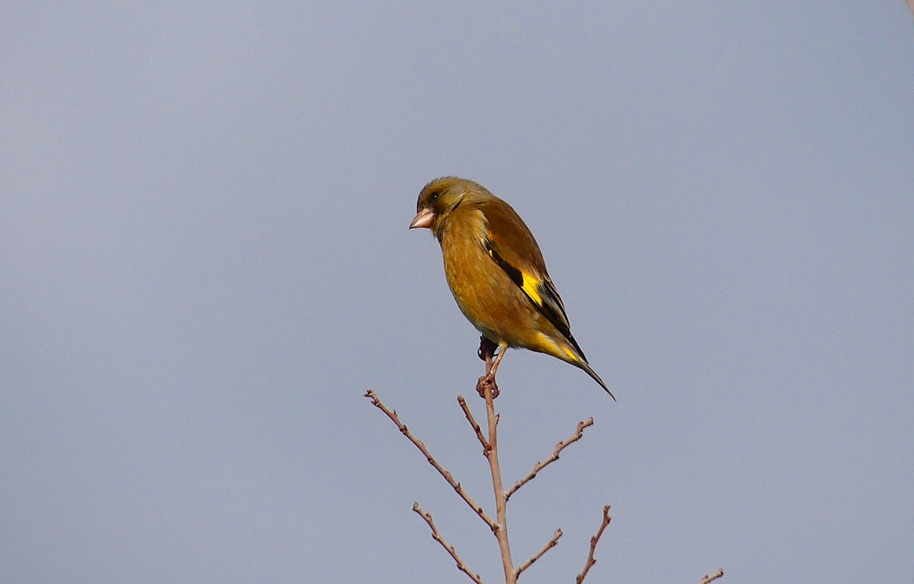 P4600161：カワラヒワ_R