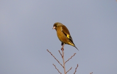 P4600161：カワラヒワ_R