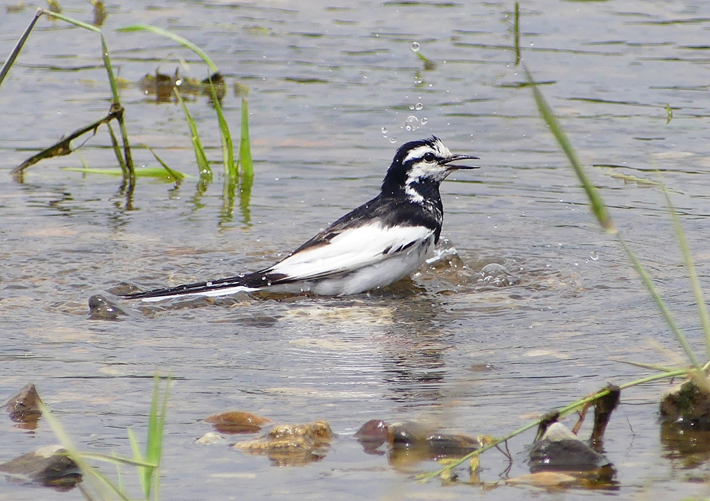 P2040092：ハクセキレイ水浴び_R