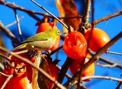 P4530576：メジロ_R