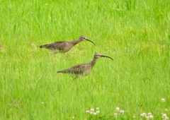 P1990454：チュウシャクシギ_R
