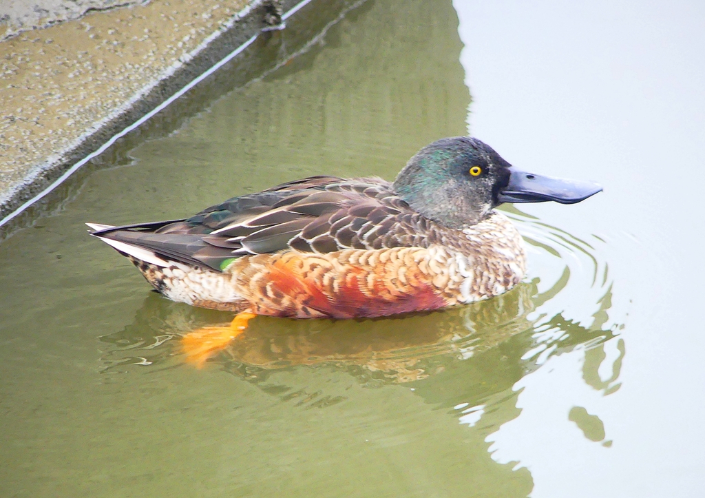 P1430784：ハシビロガモ_R