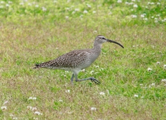 P4070450：チュウシャクシギ_R