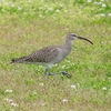 P4070450：チュウシャクシギ_R
