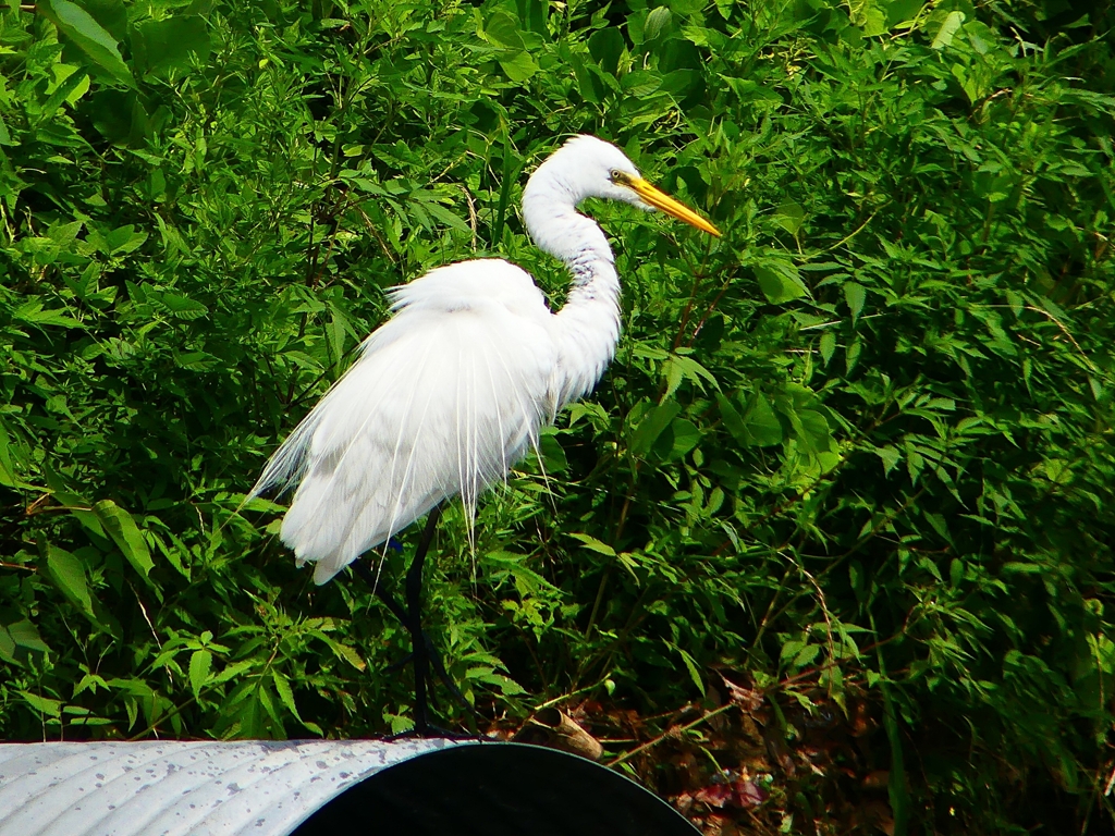 P1080412：ダイサギ_R