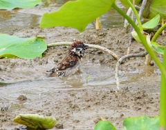 P4130852：スズメの水浴び_R