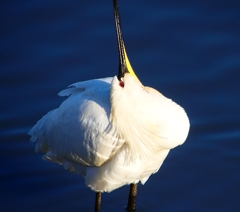 P1690207：ヘラサギ_R
