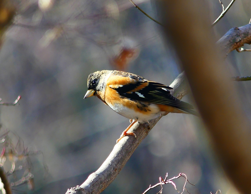 P4640918：アトリ（オス）_R