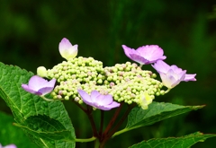 P4170850：紫陽花_R