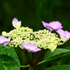 P4170850：紫陽花_R