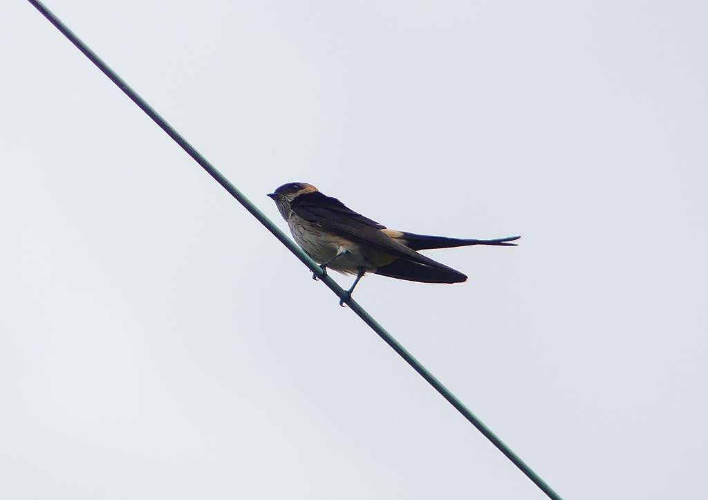 P1230790：コシアカツバメ_R