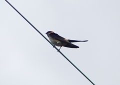 P1230790：コシアカツバメ_R