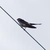 P1230790：コシアカツバメ_R