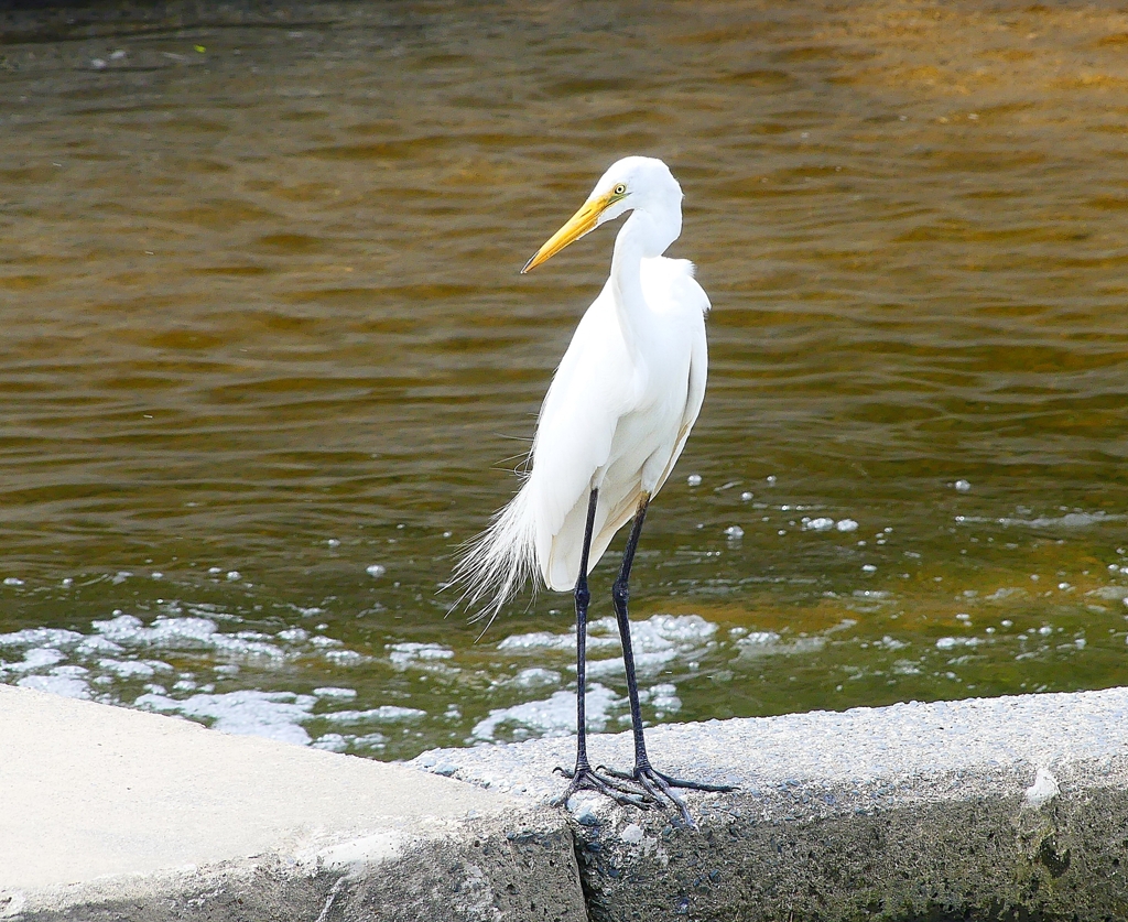 P4230270：ダイサギ_R