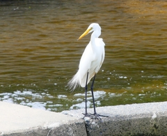 P4230270：ダイサギ_R