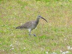 P4070441：チュウシャクシギ_R