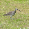 P4070441：チュウシャクシギ_R