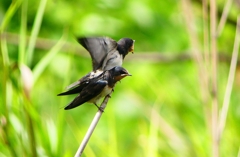 P1010295：ツバメ（幼鳥）_R