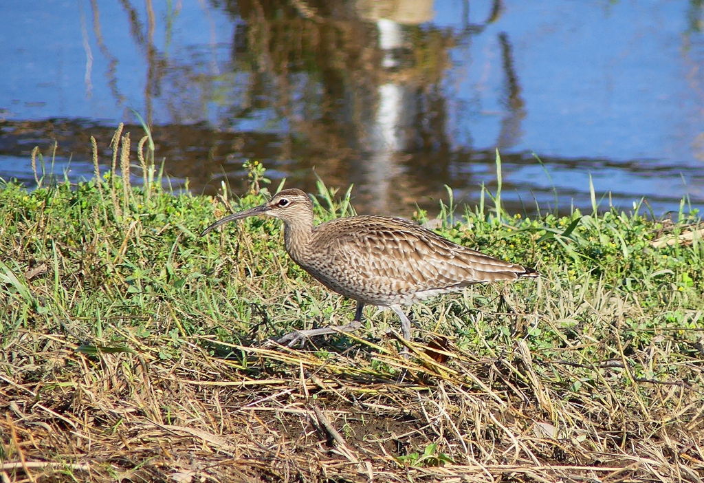 P4100020：チュウシャクシギ_R