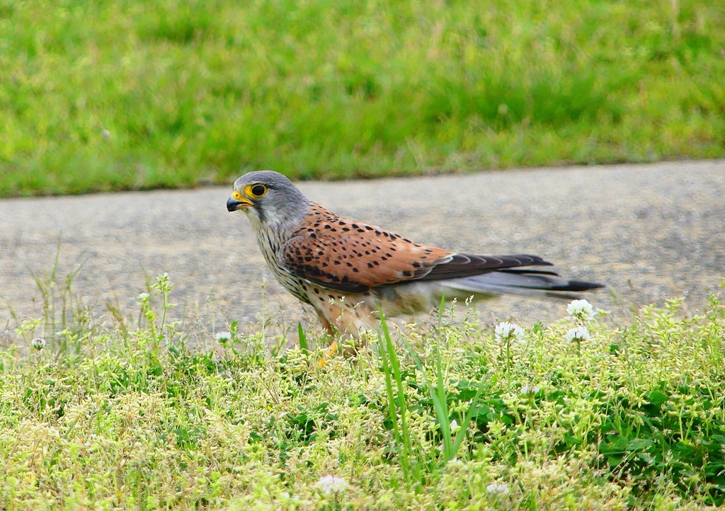 P4910688：チョウゲンボウ_R